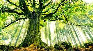 L'arbre (ELEMIAH VOYANCE 08 99 96 90 99)