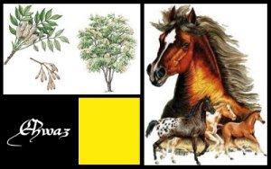 Ehwaz (ELEMIAH VOYANCE 08 99 96 90 99)