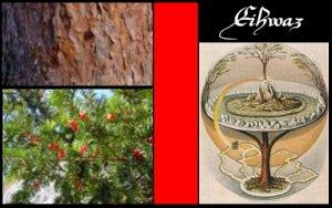 Eihwaz (ELEMIAH VOYANCE 08 99 96 90 99)