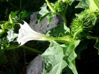 Les plantes hallucinog&egrave;nes en Am&eacute;rique latine